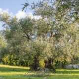 L'oliva � tipica del luogo per le condizioni oro-genetiche del suolo locale, meno argilloso e pi� roccioso, fresco, calcareo e ricco di ferro rispetto agli altri